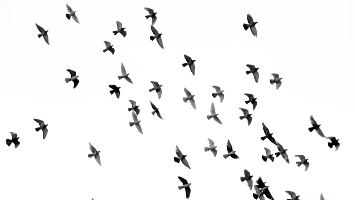 Las aves modernas evolucionaron antes de la extinción de los dinosaurios