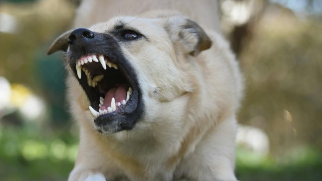  Diputados rechazaron ley que autorizaba cazar a los perros asilvestrados  