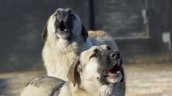 Experta detalla posibles soluciones para problema de perros asilvestrados Experta detalla posibles soluciones para problema de perros asilvestrados