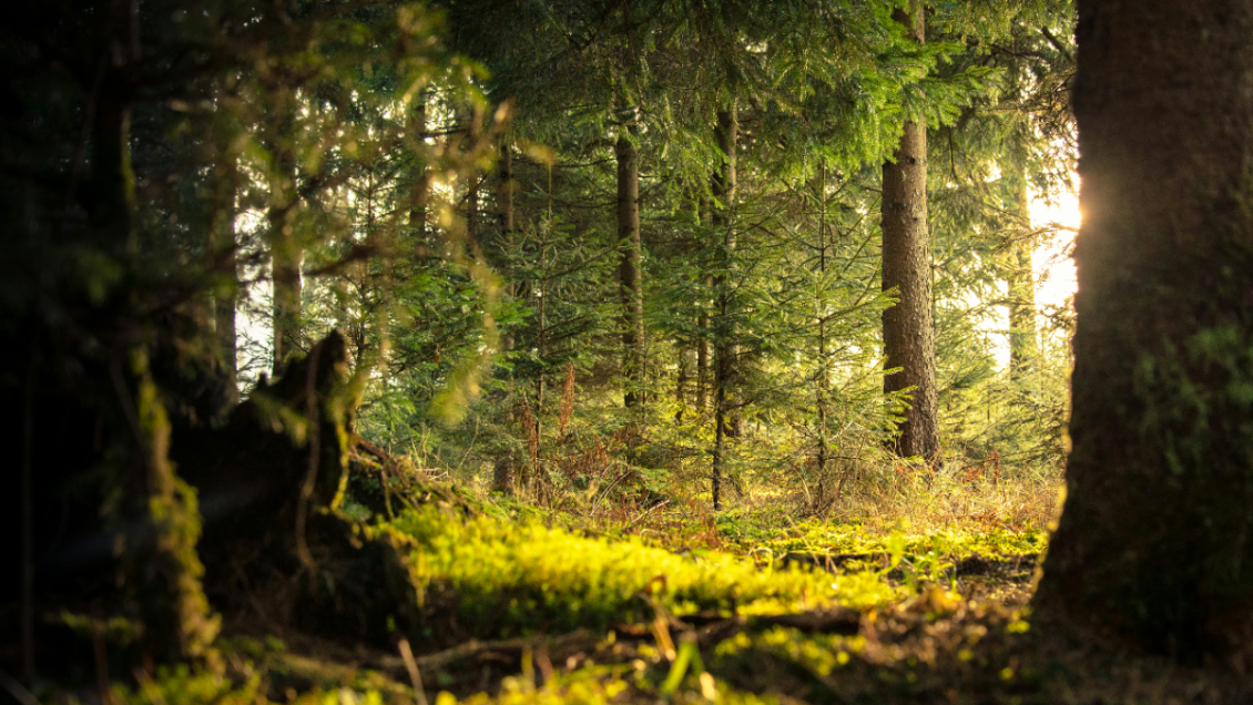 Encuentran a niña que fue secuestrada y criada en bosque sin contacto social Encuentran a niña que fue secuestrada y criada en bosque sin contacto social