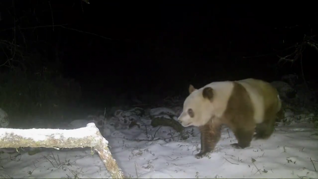   Avistan en China por primera vez en 6 años raro ejemplar de panda pardo 