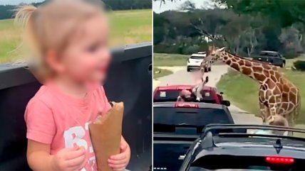 Jirafa levantó a una niña en safari de Texas    Jirafa levantó a una niña en safari de Texas