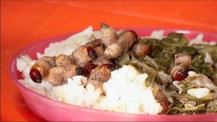 África: ONG combate la desnutrición infantil con insectos comestibles    África: ONG combate la desnutrición infantil con insectos comestibles