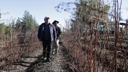  Campesinos expulsados por Colonia Dignidad, 