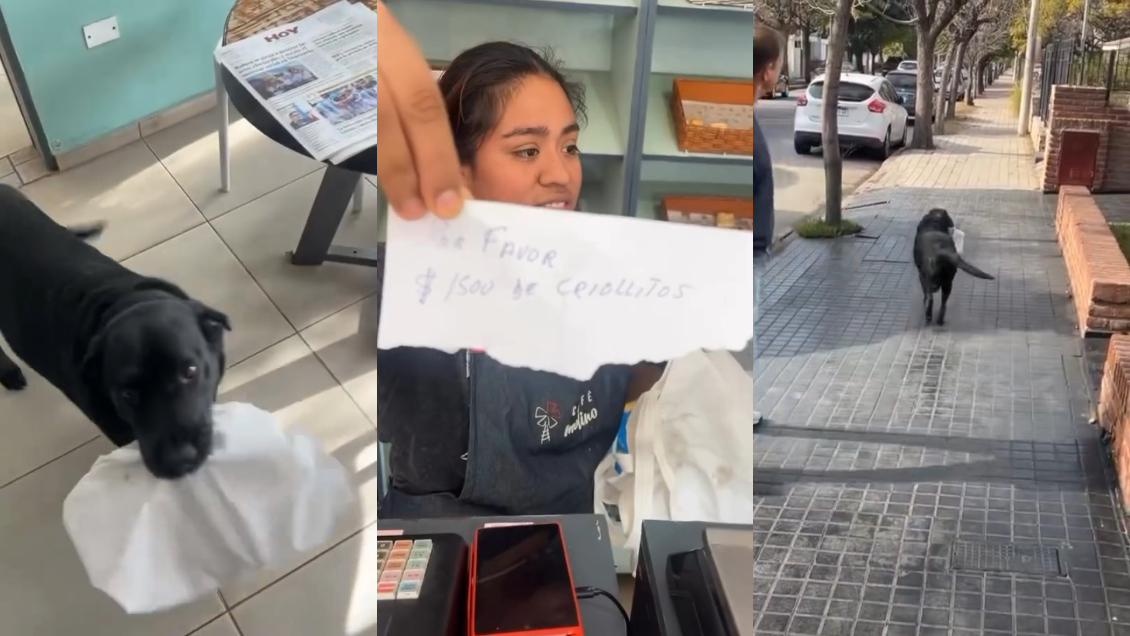 Tierno perrito va a comprar solo a almacén y enamora a redes sociales Tierno perrito va a comprar solo a almacén y enamora a redes sociales