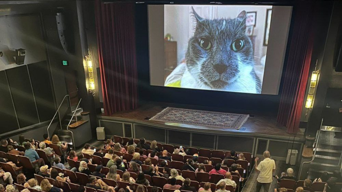 De la web a la pantalla grande: Cine proyectó 73 minutos de videos de gatos De la web a la pantalla grande: Cine proyectó 73 minutos de videos de gatos