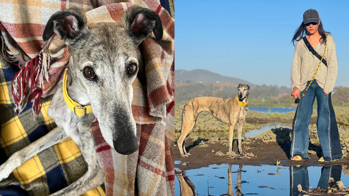Ofrecen un millón de pesos por encontrar a perrita galgo: Escapó de hotel canino Ofrecen un millón de pesos por encontrar a perrita galgo: Escapó de hotel canino