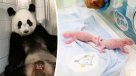 Panda rompe record y se convierte en la madre primeriza más vieja del mundo    Panda rompe record y se convierte en la madre primeriza más vieja del mundo
