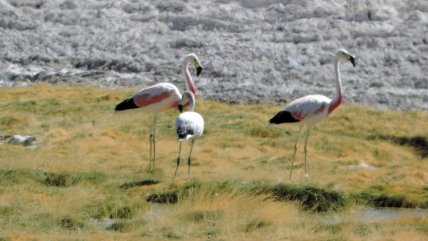   Avistan al flamenco andino más longevo del que haya registro en Chile 