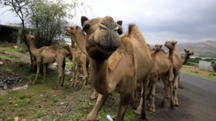   Leche de camellos podría cambiar la economía en Yemen 