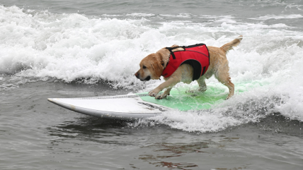   Perros surfistas se preparan para participar en competencia oficial en EEUU 