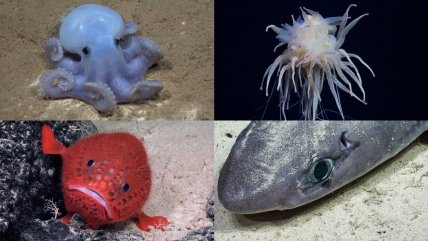  Descubren monte submarino y 20 especies desconocidas frente a las costas de Chile  