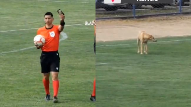   Teléfono perdido y un perro en la cancha: La llamativa secuencia en Segunda División 