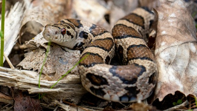 SAG alerta fuga de pitón en edificio residencial de Valparaíso