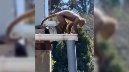   Monito que escapó de zoológico municipal en Quilpué fue rescatado 