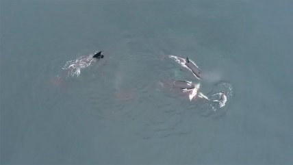   Ballenas asesinas se pusieron a devorar delfines en la costa de Chile 