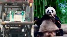 Hong Kong recibió con alfombra roja a un par pandas obsequiados por Pekín    Hong Kong recibió con alfombra roja a un par pandas obsequiados por Pekín