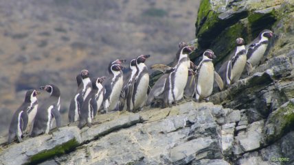  Las especies amenazadas por la minería y que se podrían extinguir en Chile  