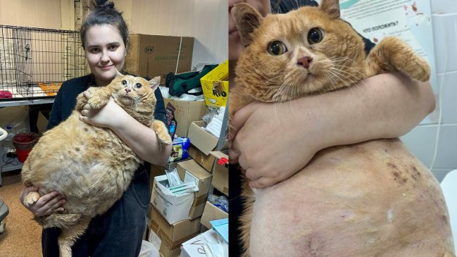 Murió Crumbs, el gato más gordo del mundo: Pesaba 18 kilos