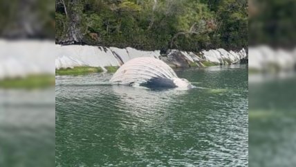   Gobierno presentó denuncias para investigar la muerte de ballenas jorobadas 