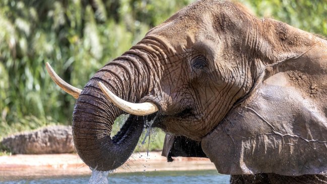 Los elefantes saben usar las mangueras como herramientas para ducharse