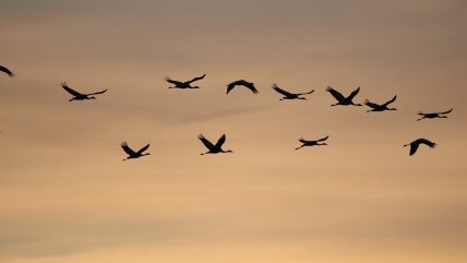   Congreso Futuro: Beneficios de la ley sobre contaminación lumínica para aves e insectos 