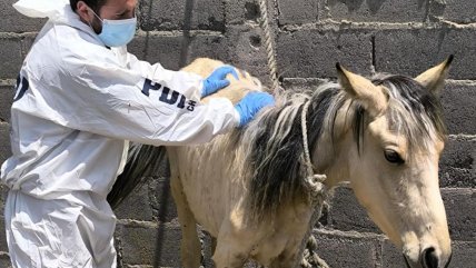   PDI detuvo en Arica a dos mujeres por sendos casos de maltrato animal 