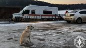 Fiel perrita espera a su amo en el lugar en el que falleció: Lleva más de cuatro días