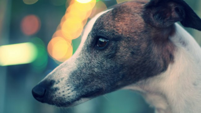 Nueva Zelanda prohibirá carreras de galgos por los daños que sufren los perros