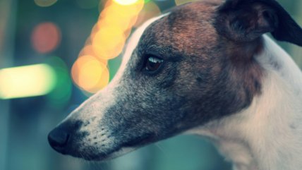   Nueva Zelanda prohibirá carreras de galgos por los daños que sufren los perros 