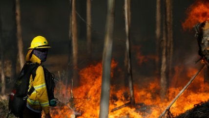   Senapred ordenó evacuación de un sector en Castro por incendio forestal 