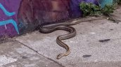 Serpiente de metro y medio fue hallada en pleno centro de Valparaíso Serpiente de metro y medio fue hallada en pleno centro de Valparaíso