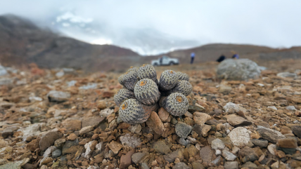   Contrabandista italiano robó casi mil cactus endémicos de Taltal 