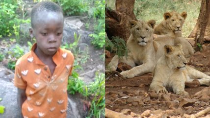   Niño sobrevive cinco días perdido en un parque lleno de leones en Zimbabue 