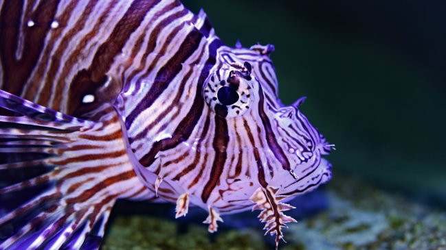 Récord espacial: Peces cebra sobreviven 43 días en la estación china