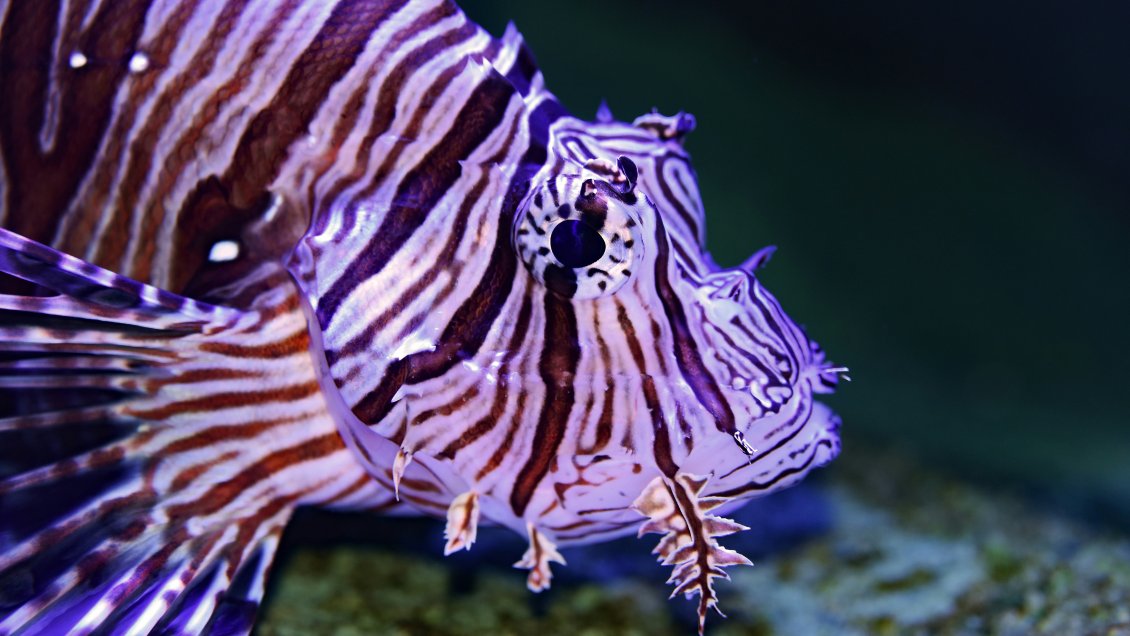 Récord espacial: Peces cebra sobreviven 43 días en la estación china