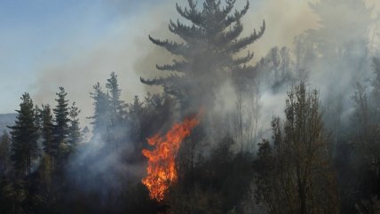  Hay seis detenidos por provocar incendios forestales en La Araucanía  