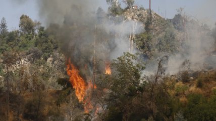  Alerta amarilla para Traiguén por incendio forestal que amenaza a viviendas  