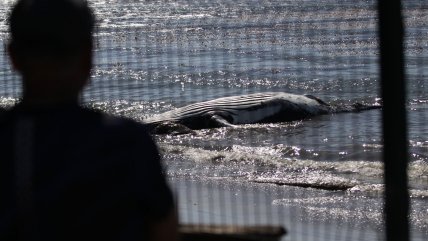   Chile registra el mayor número de muertes de ballenas por choques con barcos 