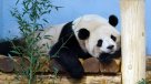 Zoo de Washington presentó en sociedad a sus nuevos pandas    Zoo de Washington presentó en sociedad a sus nuevos pandas