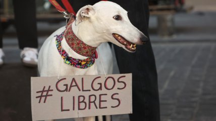  Solicitan al Presidente Boric que prohíba las carreras de perros galgos  