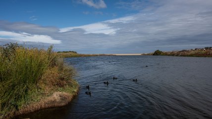   Día Mundial de los Humedales: ¿Qué tan importantes son para el ecosistema? 