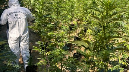  Encuentran más de 3.000 plantas de marihuana en Los Molles  