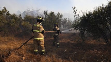   Incendio forestal en Litueche fue contenido: Consumió 150 hectáreas 