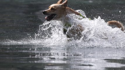  Consejos veterinarios para el cuidado de tu mascota en olas de calor  