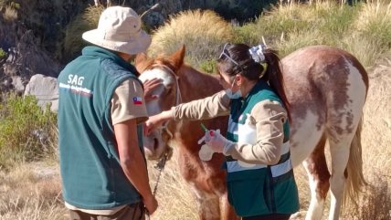   SAG confirma cinco nuevos casos de anemia infecciosa equina en el Biobío 