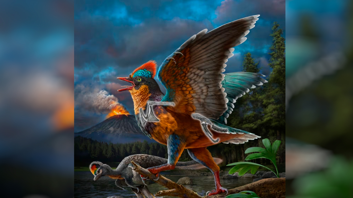 Descubren en China una nueva especie de ave del Jurásico, la segunda de la historia