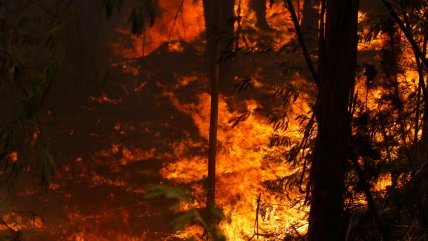   Aún hay 15 incendios forestales activos, la mayoría en La Araucanía 