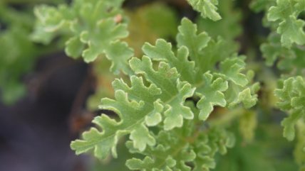   Descubren 16 ejemplares más de una planta endémica de Galápagos en 