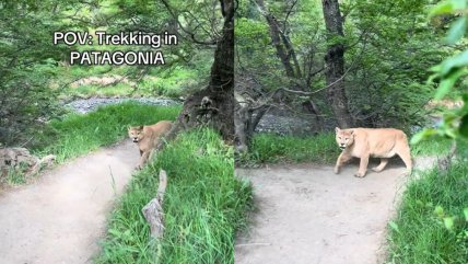   Cara a cara: Turista vive inesperado encuentro con un puma en Torres del Paine 